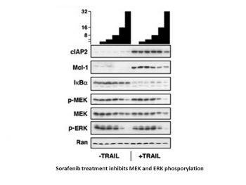 Sorafenib free base