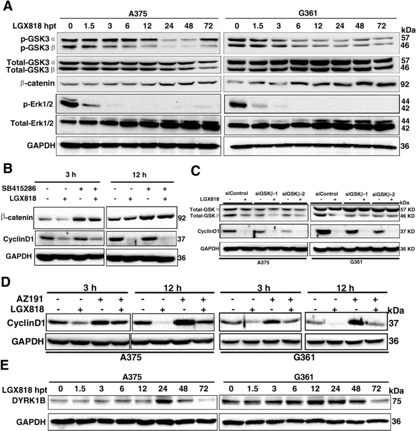 Encorafenib (LGX818)