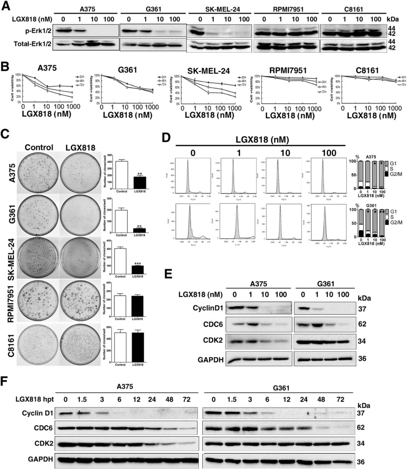 Encorafenib (LGX818)