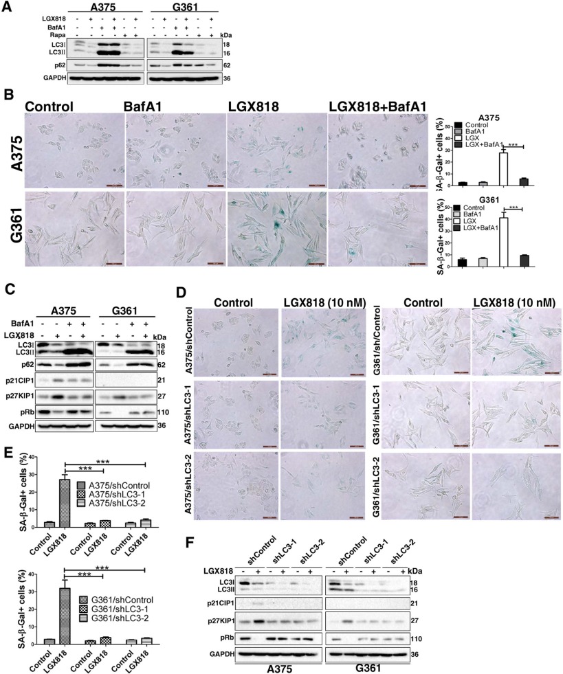 Encorafenib (LGX818)