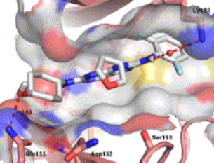 Tanzisertib HCl(CC-930)