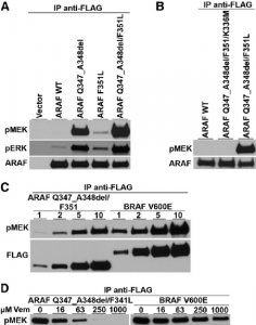 Vemurafenib (PLX4032, RG7204)