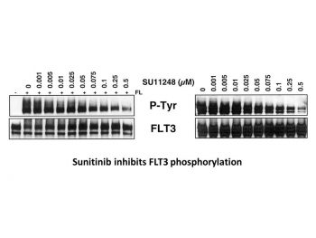 Sunitinib (free base)