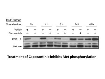 Cabozantinib (XL184)