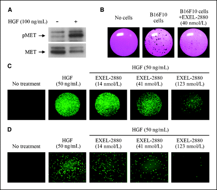 Foretinib (GSK1363089)