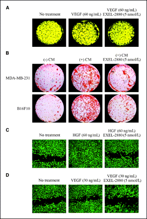 Foretinib (GSK1363089)