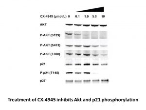 CX-4945 Sodium