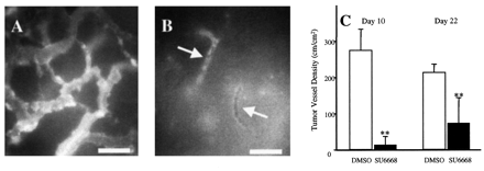 TSU-68 (SU6668, Orantinib)