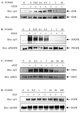 TSU-68 (SU6668, Orantinib)