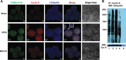 VR23 RELATED PROTEASOME PRODUCTS