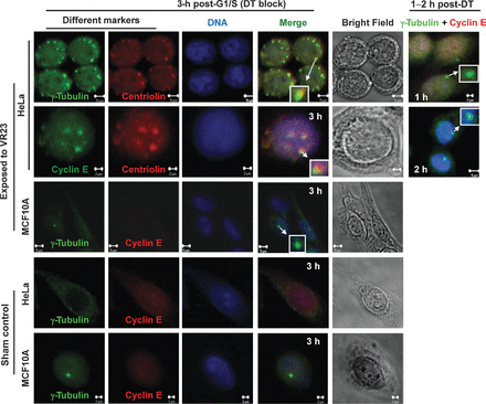 VR23 RELATED PROTEASOME PRODUCTS