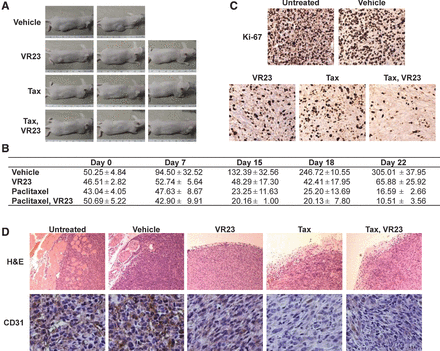 VR23 RELATED PROTEASOME PRODUCTS