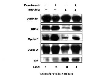 Erlotinib HCl