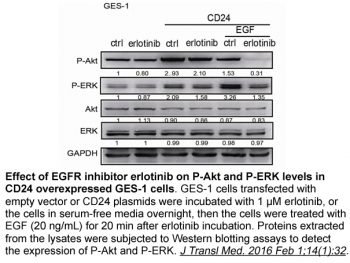 Erlotinib