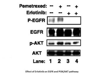 Erlotinib