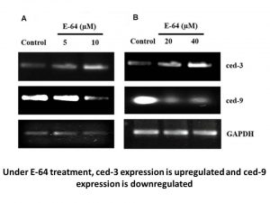 E-64 HCl