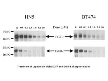 Lapatinib Ditosylate