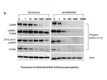 Afatinib (BIBW2992) Dimaleate