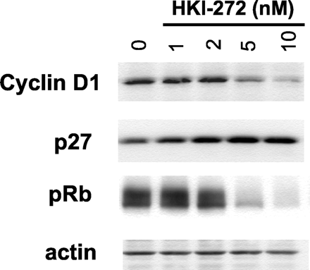 Neratinib (HKI-272)