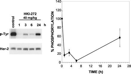 Neratinib (HKI-272)