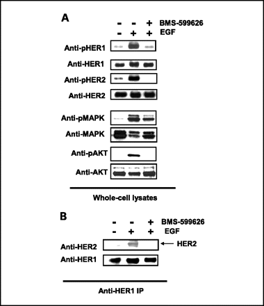 AC480 (BMS-599626)