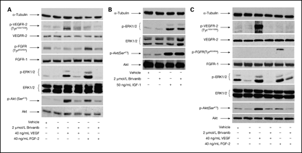 Brivanib Alaninate (BMS-582664)