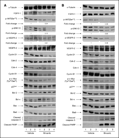 Brivanib Alaninate (BMS-582664)