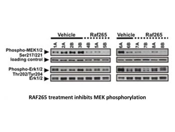 RAF265 (CHIR-265)