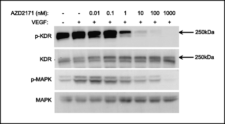 Cediranib maleate