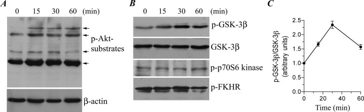 Ropinirole HCl