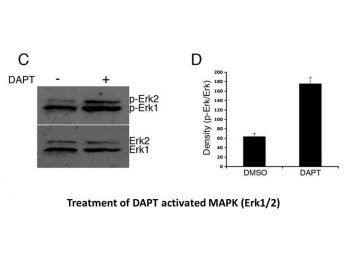 DAPT (GSI-IX)