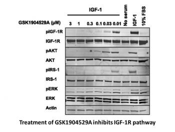 GSK1904529A