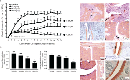 PRT062607 (P505-15, BIIB057) HCl