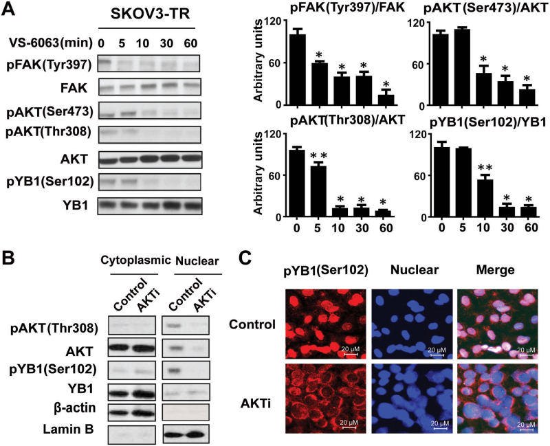 Defactinib (PF-04554878)