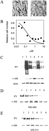 Bosutinib (SKI-606)