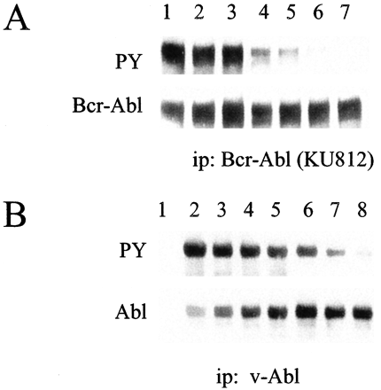 Bosutinib (SKI-606)