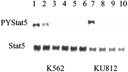 Bosutinib (SKI-606)