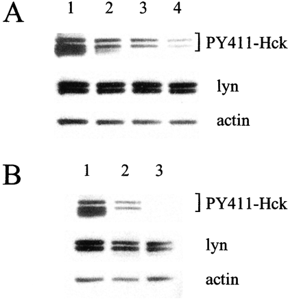 Bosutinib (SKI-606)