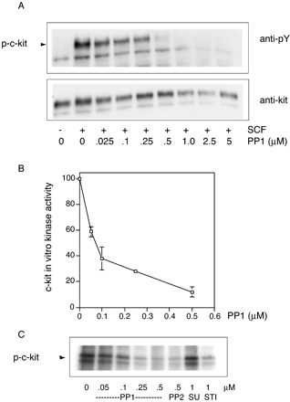 PP1