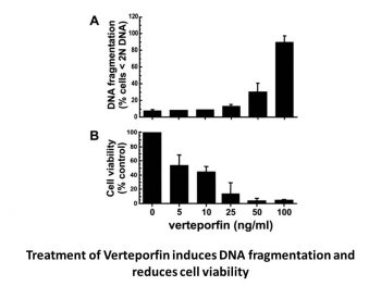 Verteporfin