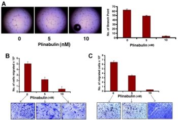 Plinabulin (NPI-2358)