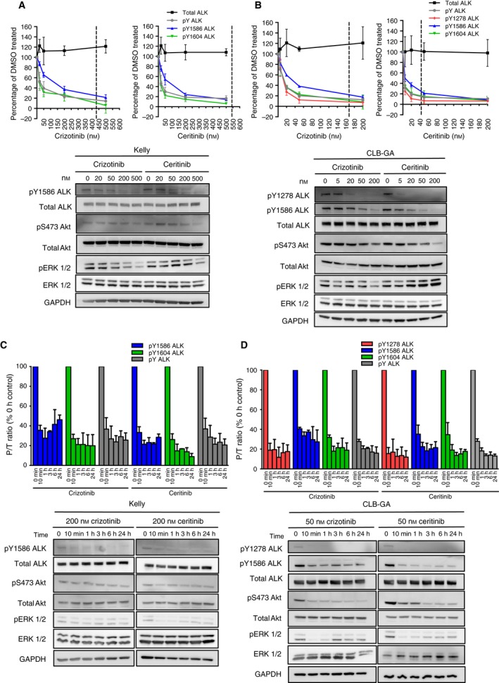 Ceritinib (LDK378)