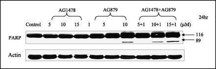 Tyrphostin AG 879