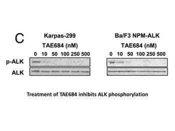 TAE684 (NVP-TAE684)