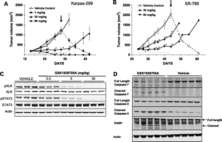 GSK1838705A