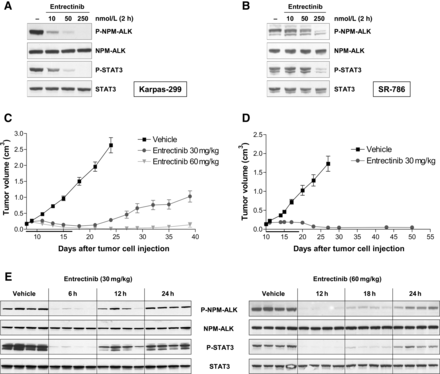 Entrectinib 