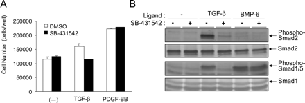 SB431542