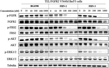 FIIN-2