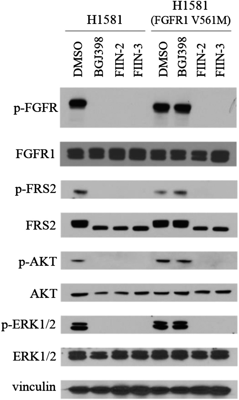 FIIN-2