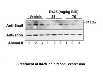 R428 (BGB324)